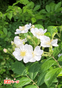 茨の蕾は綻び溢れる〜クールな同期はいばら姫を離さない〜