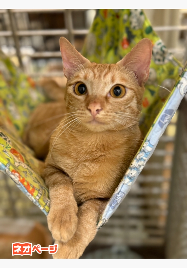 八重山諸島の犬猫の話