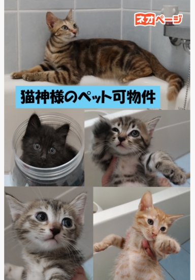 猫神様のペット可物件