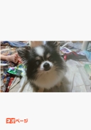 わんわん探偵団。あの世と此の世の境界線。見回り開始！