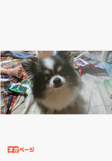 わんわん探偵団。あの世と此の世の境界線。見回り開始！