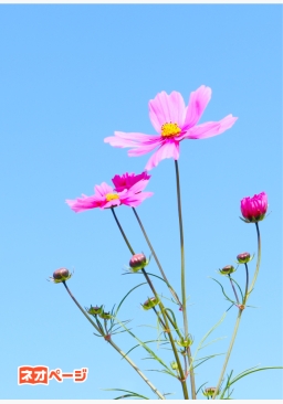 恋愛下手の恋模様～あなたに、君に、恋する気持ちは止められない～