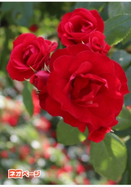 意地悪な美声は愛を囁く～簡単には堕ちたくありません～