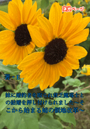 妹に婚約者を取られ貧乏魔導士との結婚を押し付けられました〜そこから始まる姉の領地改革〜